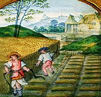 Fauchage des bles (1)